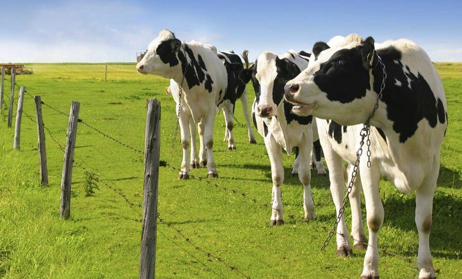  افزایش حاشیه سود صنایع دامپروری با حذف ارز ترجیحی